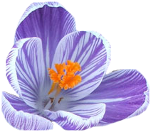 Tubes Fleurs - Divers