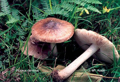 Pluteus cervinus