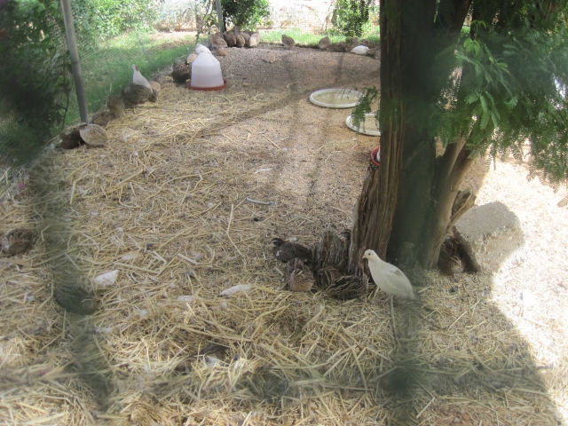 Nouakchott Jardin D'olivia