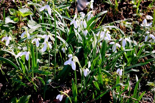 Perce-neige : des petites fleurs blanches