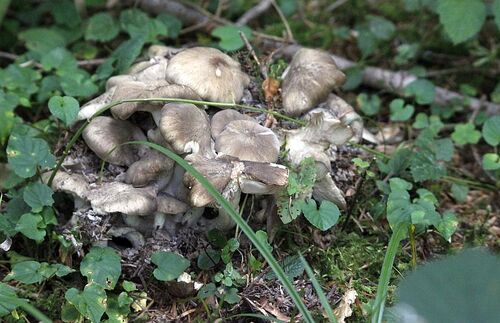 tricholome en touffes - lyophyllum decastes (comestible jeune)