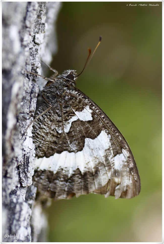 Siléne (Brintesia circe) - Nymphalidae