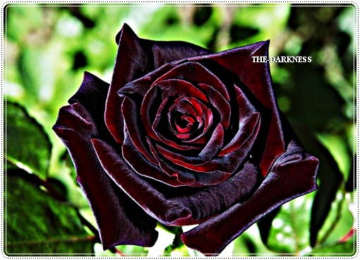 Black Baccara