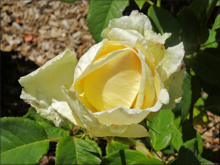 Photo de rose jaune pale (fleur-flore)