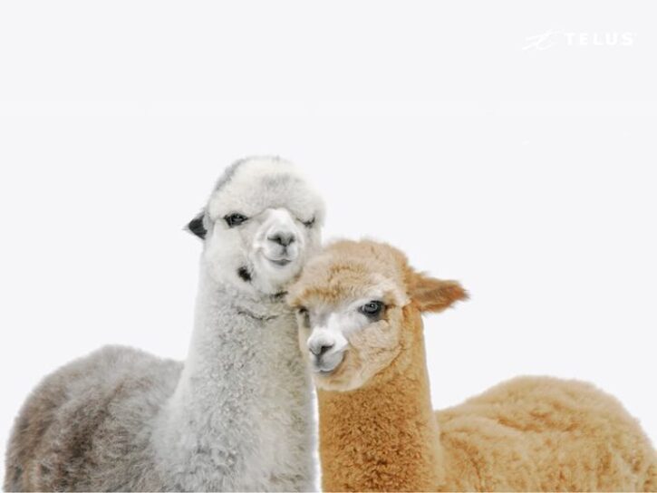 Lamas Telus Animaux Vedettes 2