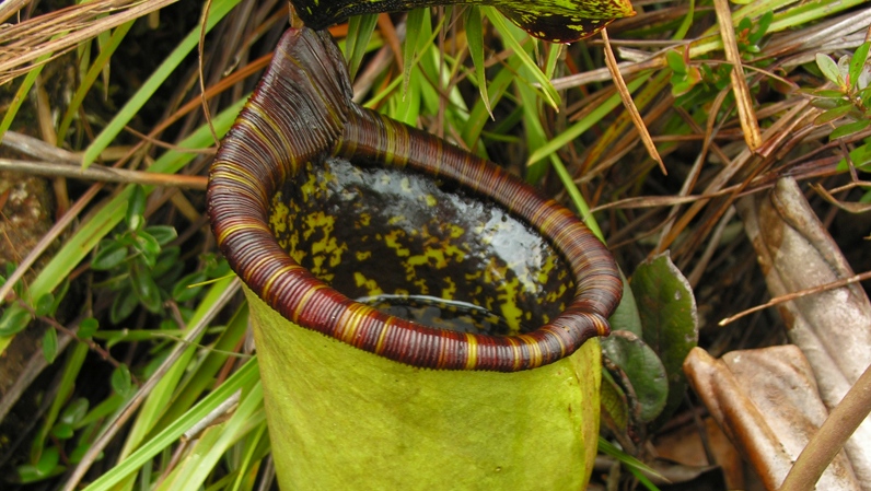 Nepenthes Attenboroughii