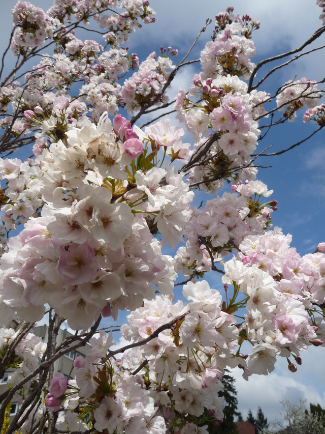 Blog de mimipalitaf : mimimickeydumont : mes mandalas au compas, printemps dans les coeurs (suite)