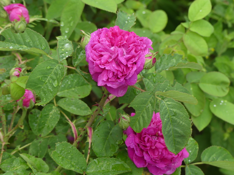 QUELQUES  ROSES  DE  MON  JARDIN