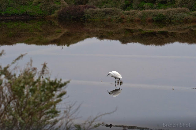 Marais de Guérande : L'aigrette garzette en quête de nourriture dans le marais