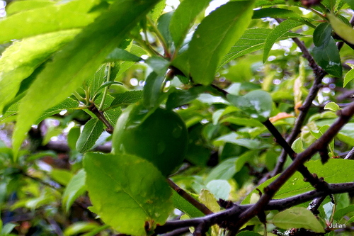 Des prunes encore vertes