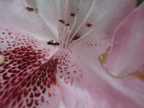 une fourmi à contrer-jour dans un fleuron de rhododendron rose pâle