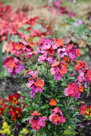 erysimum