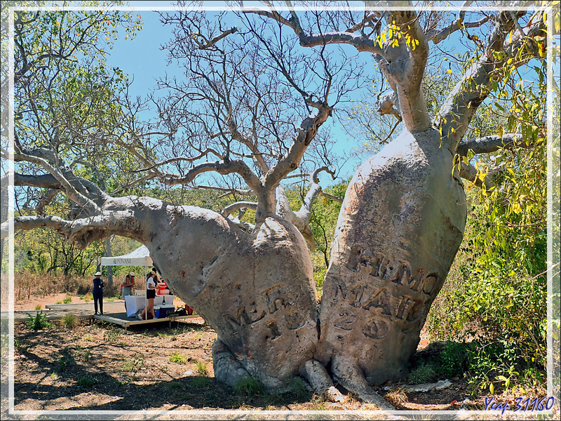 19/09/2022 : vers le Baobab "patrimoine national",  à l'inscription bicentenaire "H.M.C. Mermaid 1820" - Baie de Careening - Kimberley - Australie