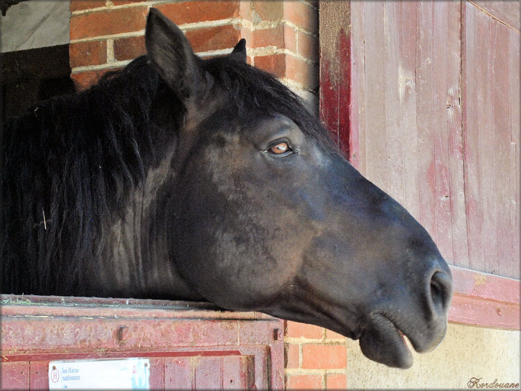 Photos des chevaux au box (haras de la Vendée)