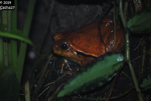 Grenouille Tomate.