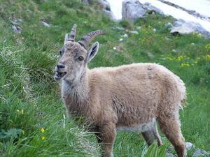 Bouquetin - Haute-Savoie - La Tournette