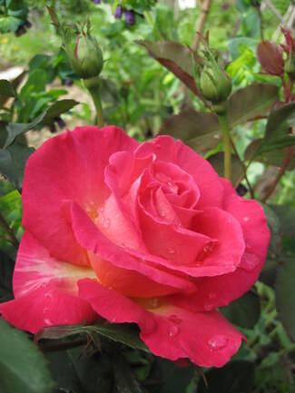 Les roses de mai au jardin