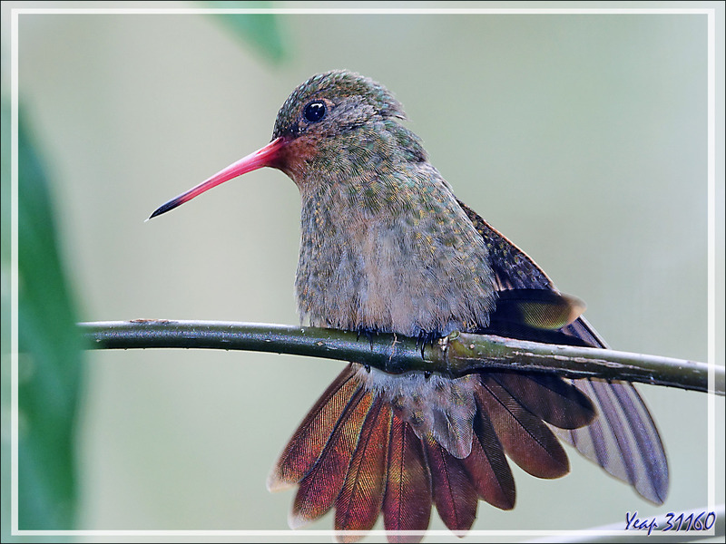 Colibri Saphir à queue d'or ou Colibri doré, Gilded Sapphire (Hylocharis chrysura) - Parque das Aves - Foz do Iguaçu - Brésil