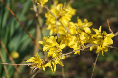 Le jaune, la joie