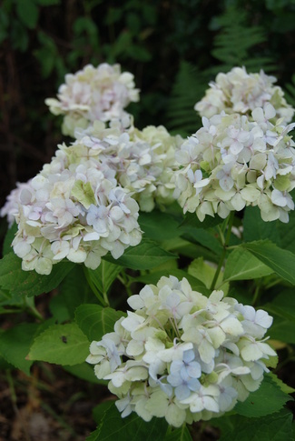 hydrangea macrophylla Mme Emile Mouillère