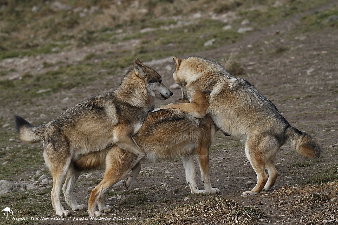 Loups de Sibérie (Canis lupus albus)