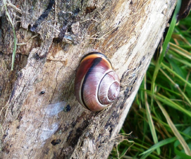 Gastropoda - Stylommatophora - Helicidae - Cepaea nemoralis -  L'Escargot des Bois