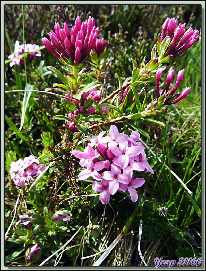 Daphné camélée (Daphne cneorum) - Varrados - Val d'Aran - Catalogne - Espagne  (Flore)