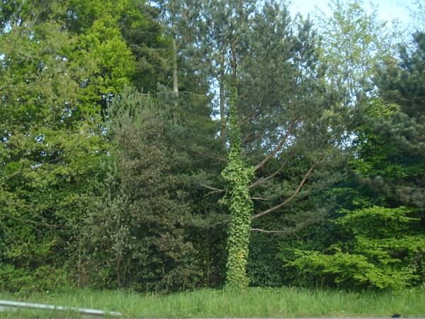 LA BRETAGNE VERTE