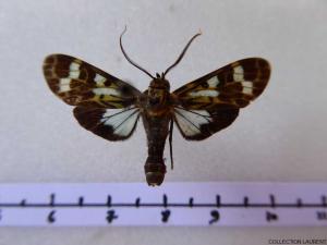 Heliura