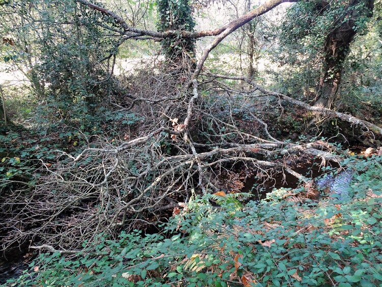 Promenons nous dans les bois - Languidic