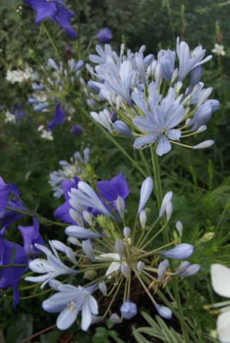 Agapanthe 'Tinkerbell' à feuillage panaché de blanc