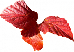 Tubes png feuilles