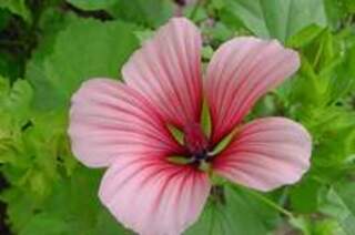 Malope