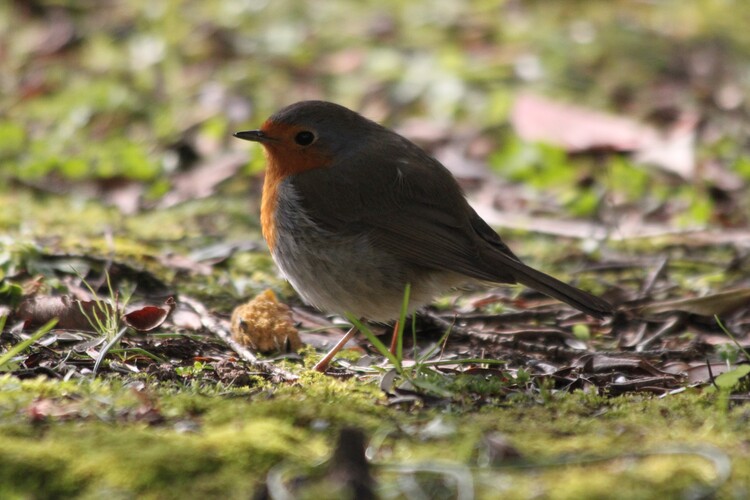 LES OISEAUX DE MON JARDIN ...