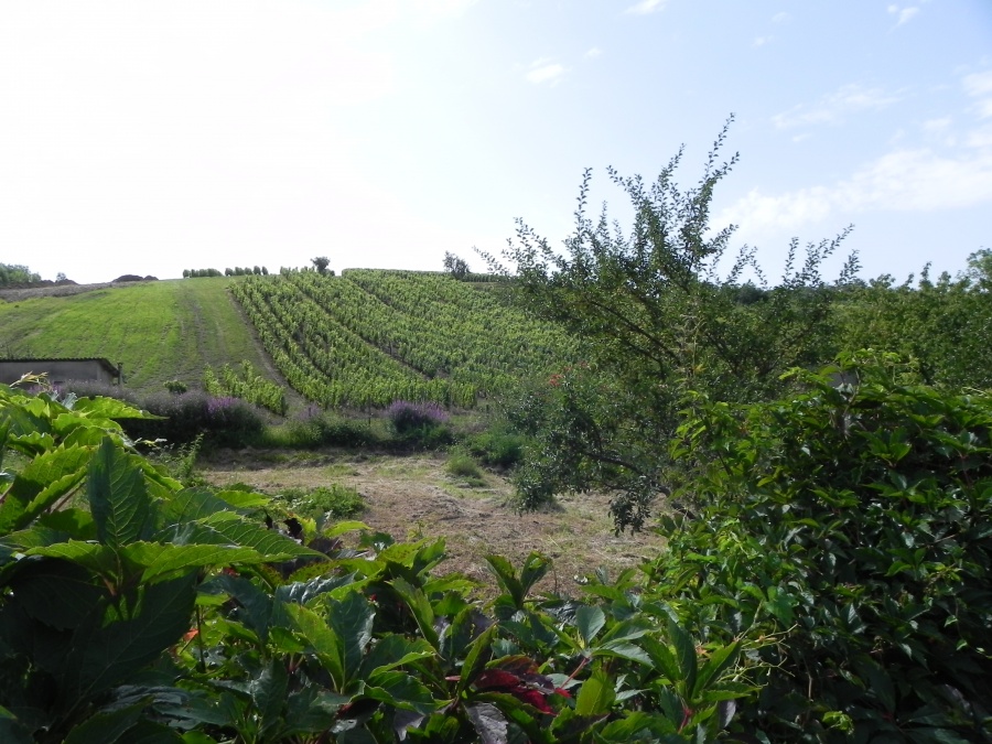 Arbois dans le Jura , le pays de Pasteur et du vin