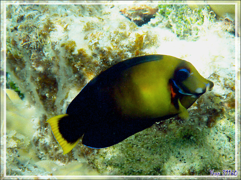 Chirurgien mimétique du Pacifique ou chocolat, Chocolate surgeonfish (Acanthurus pyroferus) - Lagon de la Pension Kuriri - Maupiti - Polynésie française