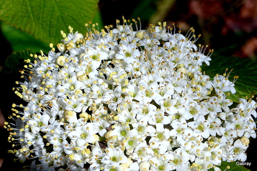 Petites fleurs blanches : viorne lantane