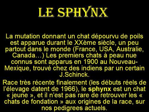 PPS MES CREATIONS LES CHATS Le sphynx