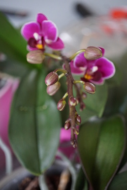 Douces orchidées