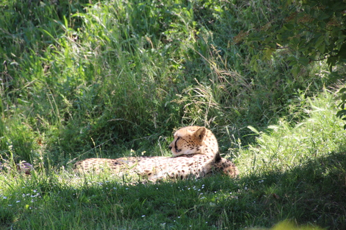 Bioparc de Doué la Fontaine (7).