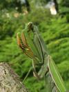 Mante religieuse (Mantis religiosa) , en position de "prière", photo 3.