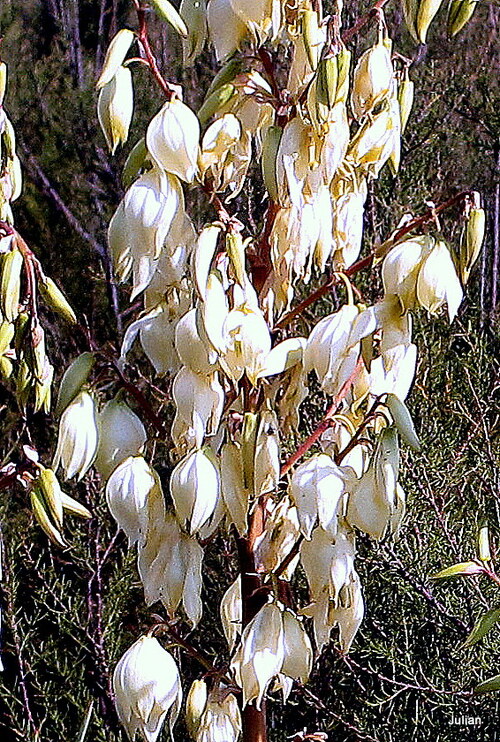 Les fleurs blanches du yucca