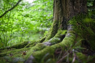 Free stock photo of nature, forest, trees, grass