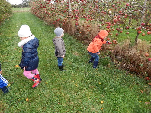 PS/MS : la cueillette des pommes à Cagny