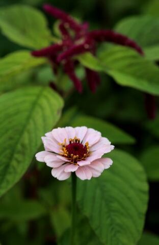 Des compagnes pour mes roses : Zinnia