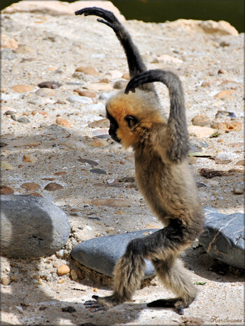 Photo de Fennec (Renard des sables) la Palmyre