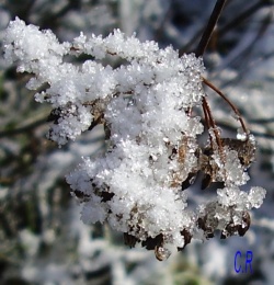 Cristaux d'eau - images d'hiver