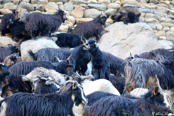 Rentrée d'un troupeau de chèvres dans Ghami