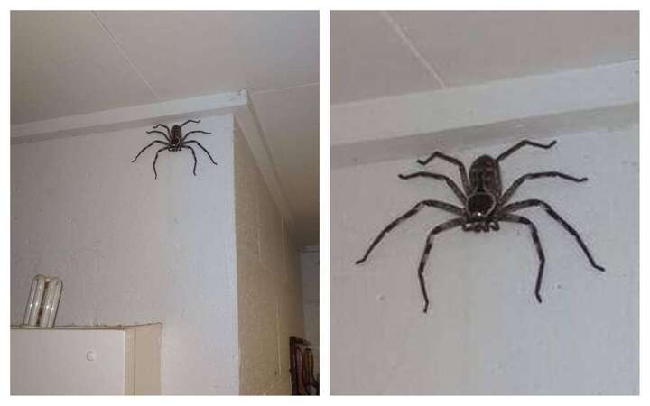 Il découvre une araignée géante chez lui et en fait sa colocataire
