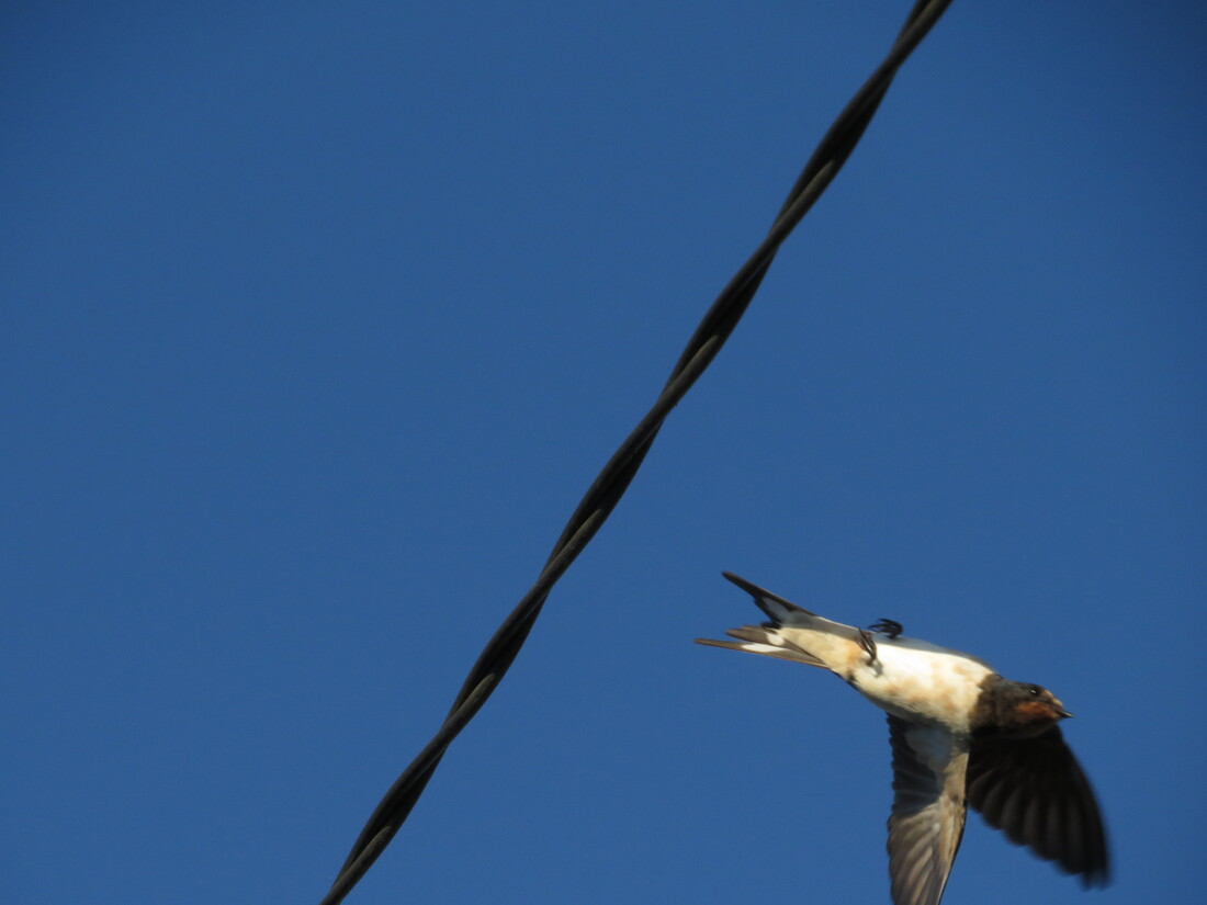 SPECTACLE   DANS  LE  CIEL   